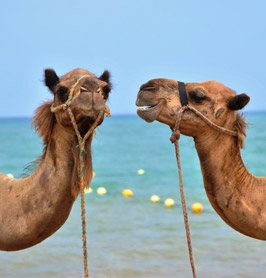 Kamelen in Ägypten
